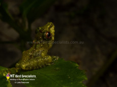 Frog sp.