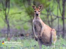 Antillopine Wallaroos are a less common species in Kakadu's woodlands
