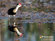 Reflections of Comb-crested Jacana