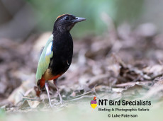 Rainbow Pitta (Pitta iris) photographed in Kakadu