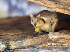 Wilkin's Rock-wallaby in Kakadu National Park