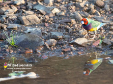 Male Red-faced Gouldian Finch photographed by a waterhole, Northern Territory