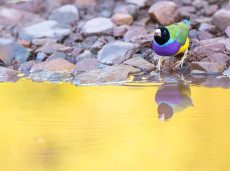 Gouldian Finch