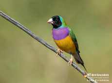 A breath-taking site - Mature male Gouldian Finch