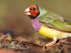 Gouldian finch tour