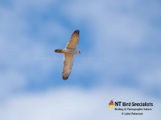 The rare and elusive 'grey ghost' Grey Flacon in the Northern Territory