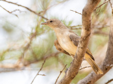 Grey Honeyeater