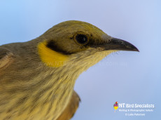 Close up views of Grey-fronted Honeyeater