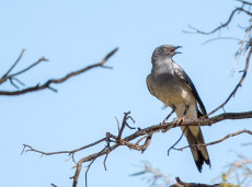 Ground Cuckooshrike
