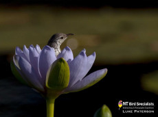 Bar-breasted Honeyeater in a Nymphae lily