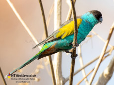 Watching endemic Hooded Parrots in the Northern Territory