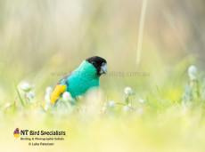 Endemic Hooded Parrot