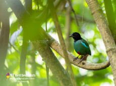 Hooded Pitta