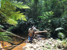 Trekking in Sinharaja Forest for the 'bird wave'