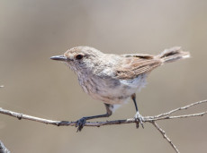 Inland Thornbill