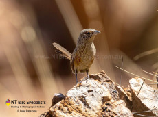 Endemic Kalkadoon Grasswren blending into its surroundings