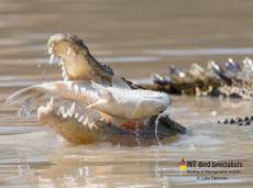 Saltwater Crocodiles eating Mullet