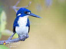 Little Kingfisher