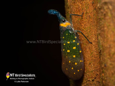 Lanternfly sp.