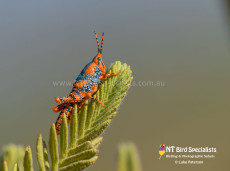 Leichhardt's Grasshopper