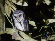 Stunning Sooty Owls found in Queensland Wet Tropics