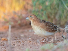 Little Buttonquail