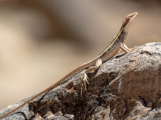 Long-nosed Dragon