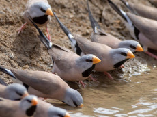 Long-tailed Finches drinking at a waterhole