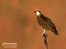 Eastern Osprey on the watch post