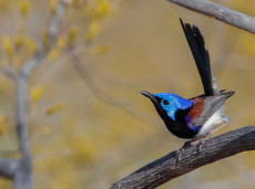 Purple-backed Fairywren