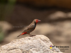 Painted Finch perched on a rock
