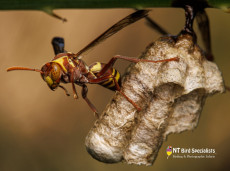 Paper Wasp. Credit Jay Collier
