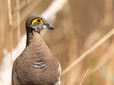 Partridge Pigeon