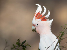 Pink Cockatoo
