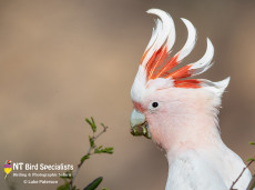 Pink Cockatoo photographed in MacDonnell Ranges Alice Springs