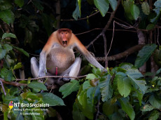 Proboscus Monkey
