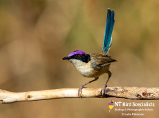 Male Purple-crowned Fairywren in the afternoon light