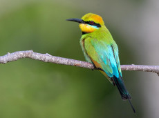 You can't go past a vibrant Rainbow Bee-eater