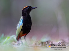 Rainbow Pitta found in Darwin Northern Territory