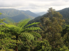 UNESCO Wet Tropics wilderness in north Queensland