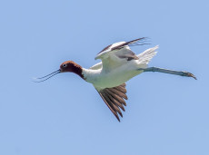 Red-necked Avocet