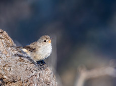 Redthroat