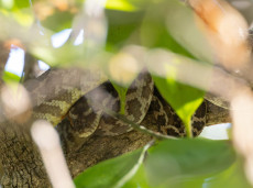 Rough-scaled Python
