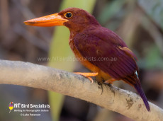 Ruddy Kingfisher