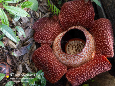 Rufflesia sp.
