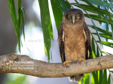 Rufous Owl