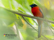 Scarlet-rumped Trogan