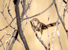 Spinifexbird