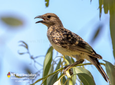 Spotted Bowerbird in outback Queensland