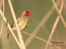 Stunningly beautiful Star Finches are a photo target on this tour